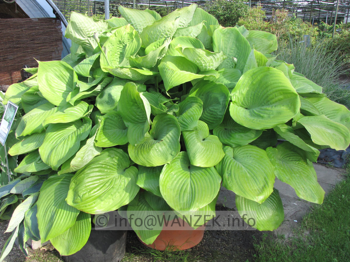 Hosta Hybride Sum and Substance 01.JPG
